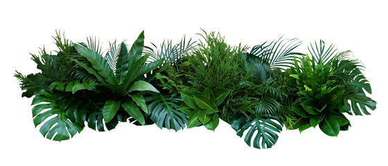 Green leaves of tropical plants bush (Monstera, palm, rubber plant, pine, bird’s nest fern) floral arrangement indoors garden nature backdrop isolated on white background, clipping path included.