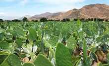 Prickly Pear Cactus Or Opuntia Field Near Nasca Town