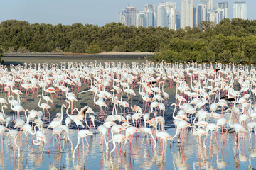 Caribbean pink flamingo at Ras al Khor Wildlife Sanctuary, a wetland reserve in Dubai, United Arab Emirates,