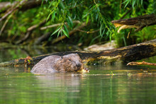 A Focused Eurasian Beaver, Castor Fiber, Processing The Wood In The Wet Surroundings Of The River. An Adult Beaver With Big Claws Feeding Himself In The Water. Wild Animal In Natural Environment.