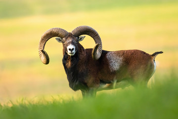 full frame of careful mouflon, ovis musimon, with big horns listening carefully in summertime. anima