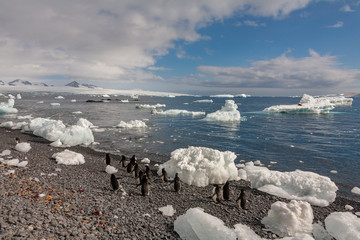 Wall Mural - Brown Bluff on the Tabarin Peninsula - Antarctica