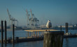 Seagul in the harbour of Hamburg.