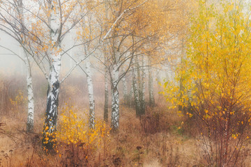 Wall Mural - Misty morning in autumn birch forest