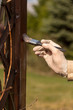 Odnawianie i  konserwacja pergoli ogrodowej. Dłoń mężczyzny w gumowej rękawiczce trzyma pędzel i maluje na kolor brązowy drewnianą deskę ogrodowego mebla.