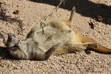 Wall Mural - Meerkat