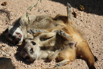 Wall Mural - group of meerkats