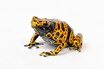 Canvas Print - Gelbgebänderter Baumsteiger (Dendrobates leucomelas) - Yellow-banded poison dart frog