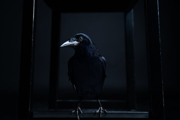 Dark portrait of a raven bird (black crow) on black background.