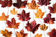 Colorful autumn leaves background texture	