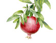 Watercolor illustration. Ripe red pomegranate on a branch with leaves on a white background.