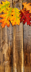 Wall Mural - top view autumn maple leaves on wooden table vertical frame with copy space bottom.