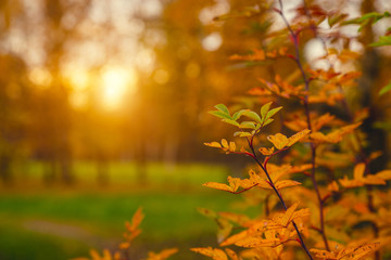 Wall Mural - view of the park in autumn in St. Petersburg