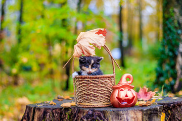 Wall Mural - kitten sitting in the basket. kitten on a walk in autumn. pet.