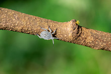 Brown Marmorated Stink Bug (Halyomorpha Halys), Entebbe, Uganda
