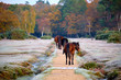 On a frosty autumn morning in New Forest just outside the village of Brockenhurst. Four brown Ponies walking away on path towards fall coloured tree forest