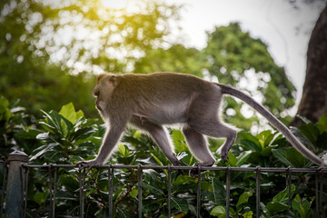 Monkey in jungle is walking along the fence.