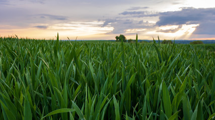 Wall Mural - green wheat field and sunset sky, close up and selective focus in Neudenau, Germany