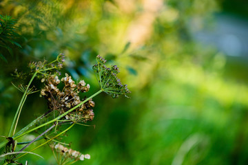 Plant Close Up