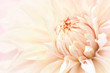 Summer blossoming delicate dahlia, blooming flowers festive background, pastel and soft bouquet floral card, selective focus, toned	