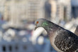 Close up of a pigeon in a city