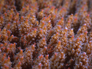 Wall Mural - Acropora coral spawning on Magnetic Island