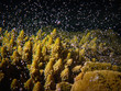 Acropora coral spawning on Magnetic Island