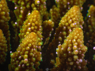 Wall Mural - Acropora coral spawning on Magnetic Island