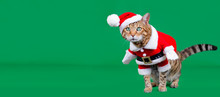 Christmas Banner - Bengal Cat Dressed Up In Santa Claus Costume On Green Background With Copy Space