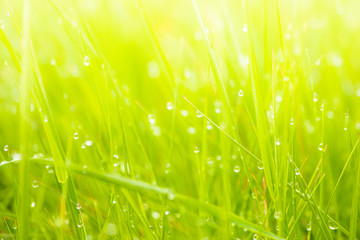 Fresh lush green grass on meadow with drops of water dew in morning light in spring summer outdoors close-up macro, panorama. Beautiful artistic image of purity and freshness of nature, copy space.