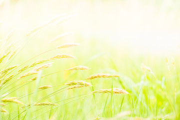 wheat field, grass nature background with sunlight