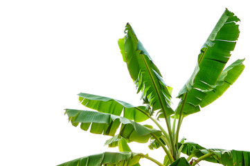 banana leaf isolated on white background