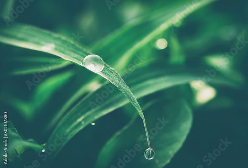 Dekoracja na wymiar  krople-wody-na-zielonej-trawie-tlo-natura