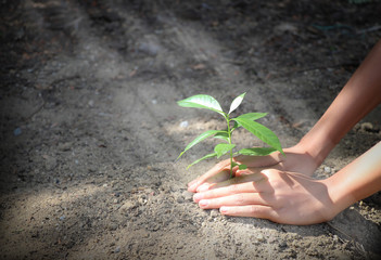 A small, green, growing tree with two hands being planted, with a natural green background, bokeh concept, love the world and reduce global warming.