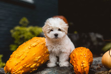 Dog On Rock With Gourds 