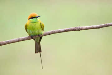 bird on a branch