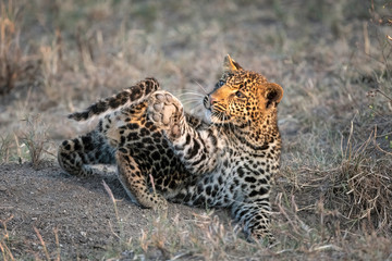 an adorable leopard cub (approximately six months old) plays with its tail. image taken in the masai