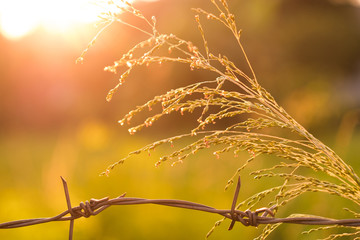 Flower grass and barbed wire and evening light. The sun is set.