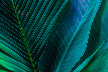  Zielone tropikalne liście