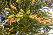 Norfolk Island Pine – Male Cones