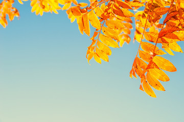Wall Mural - closeup of chinese pistache tree (pistacia chinensis) leaves in bright golden orange and red autumn 