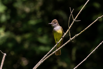 Canvas Print - The great crested flycatcher (Myiarchus crinitus) male perched near nest.