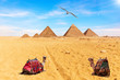 Egyptian Pyramids, camels and a seagull, Giza