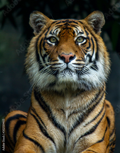 Dekoracja na wymiar  majestatyczny-tygrys-sumatrzanski-patrzac-bezposrednio-w-kamere