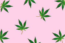 Hemp Or Cannabis Leaf Isolated On Light Pink Background.