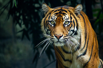 proud sumatran tiger prowling towards the camera