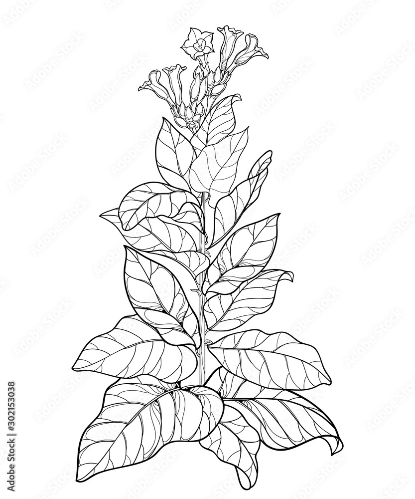 tobacco outline Outline toxic Tobacco plant or Nicotiana flower bunch, bud and leaf in  black isolated on white background. Stock Vector