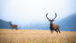 © WildMedia - A pair of red deer, cervus elaphus, stag and hind on atmospheric field looking into the camera. Two adult deer on the yellow meadow surrounded by the misty forest with copy space