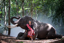 Beautiful Young Asian Woman Dressed In Traditional Native Dress And Elephant In Forest Of Village Surin Thailand