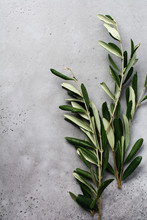 Bouquet Of Fresh Olive Tree Branches On An Old Vintage Gray Concrete Background. Top View.